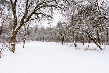 Obraz premium urban landscape of city park in winter. alley with snow covered ground. naked trees inclined branches over the path beneath an overcast sky. cold scenery for weather forecast in ukraine