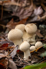Common puffball fungi on an autumn day