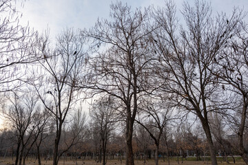 A flock of black rooks birds in perched on a bare, leafless tree against a grey, overcast winter sky. The branches are intricate and create a complex natural pattern.