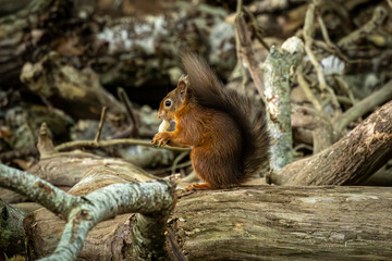 A red squirrel sitting on a fallen tree trunk eating a nut