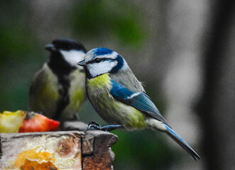 Fototapeta premium Winter garden birds on feeder