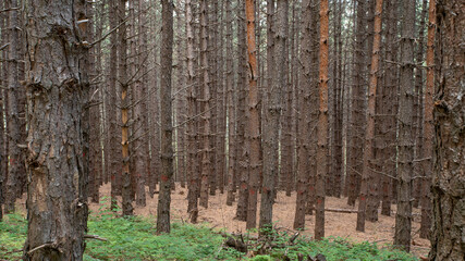 Obraz premium Dense coniferous forest with straight tree trunks forming natural pattern, woodland background