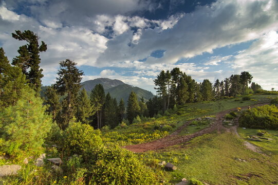 View of a lush landscape with vibrant green foliage, towering trees, and a distant mountain under a dynamic sky, Sri Paye, Khyber Pakhtunkhwa, Pakistan.
