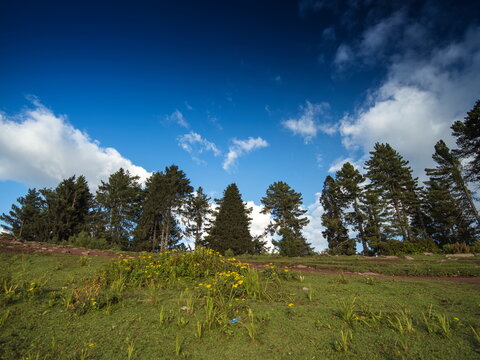 View of a vibrant meadow dotted with wildflowers beneath a crisp blue sky and a line of evergreen trees, Sri Paye, Khyber Pakhtunkhwa, Pakistan.