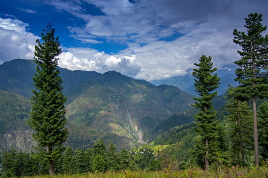 View of towering green pine trees frame a stunning vista of layered mountains under a dynamic sky, showcasing nature's grand beauty, Sri Paye, Khyber Pakhtunkhwa, Pakistan.