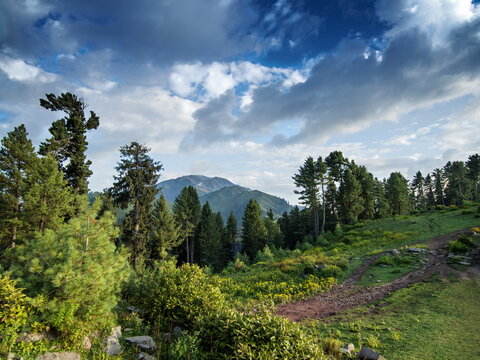 View of vibrant green hillsides meeting the dark silhouettes of tall pine trees against a backdrop of dramatic clouds, Sri Paye, Khyber Pakhtunkhwa, Pakistan.
