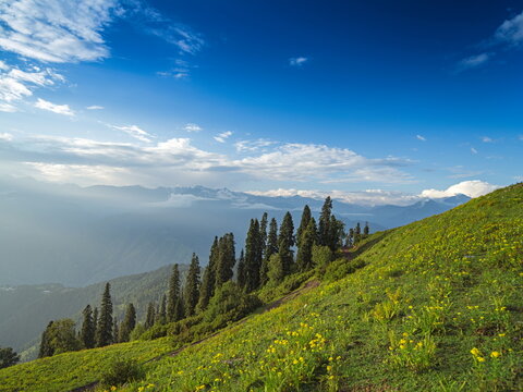 View of a vibrant green hillside dotted with wildflowers, leading to a misty valley and snow-capped mountains under a bright blue sky, Sri Paye, Khyber Pakhtunkhwa, Pakistan.