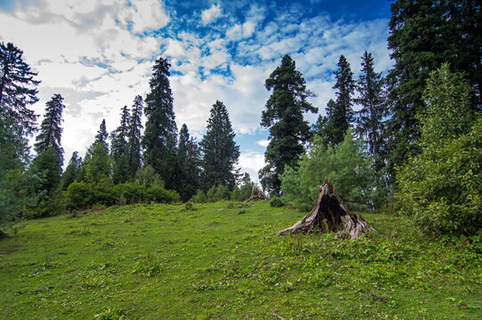View of a vibrant green meadow dotted with tree stumps and framed by towering evergreen trees against a partly cloudy sky, Sri Paye, Khyber Pakhtunkhwa, Pakistan.