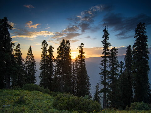 View of tall, dark silhouetted trees stand majestically against the vibrant sunset sky, casting long shadows on the green grass, Sri Paye, Khyber Pakhtunkhwa, Pakistan.