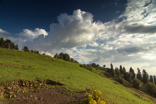 View of the vibrant green hillside dotted with trees under a dramatic sky filled with billowing clouds in Sri Paye, Khyber Pakhtunkhwa, Pakistan.