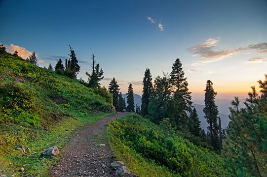 View of a winding path through verdant hills, framed by towering pine trees against a backdrop of a serene sunset sky, Sri Paye, Khyber Pakhtunkhwa, Pakistan.