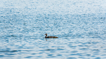 Fototapeta premium A family of ducks, a duck and its little ducklings are swimming in the water. The duck takes care of its newborn ducklings. Mallard, lat. Anas platyrhynchos