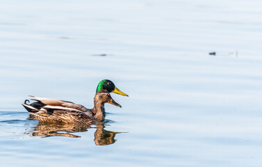 Fototapeta premium A couple of mallard ducks swims in the river