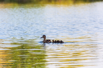 A family of ducks, a duck and its little ducklings are swimming in the water. The duck takes care of its newborn ducklings. Mallard, lat. Anas platyrhynchos