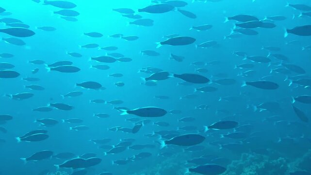 Shoal of fish swimming underwater in ocean in 4K
