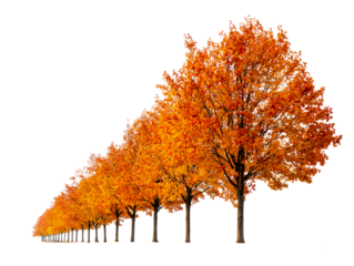 Row of vibrant orange trees in autumn
