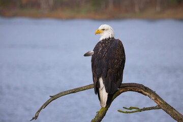  Bald eagle perching on a barren branch.