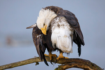  Bald eagle preens itself on a branch.