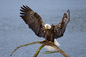  Bald eagle with fish lands on branch.