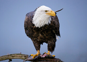  Alert eagle on branch with a fish.