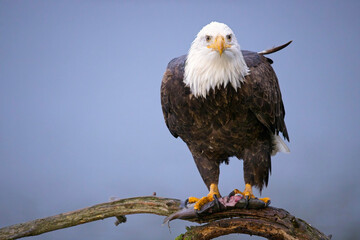  Bald eagle standing with fish in claw.