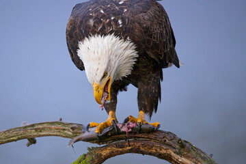  Eagle on branch rips a fish apart.