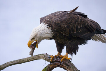  Bald eagle starts to swallow a fish.