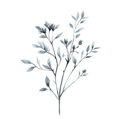Hand-painted style, vectorized, vector set available in EPS An Elegant watercolor painting design collection, Watercolor_style_painting_of_a_anise_plant_on_a_white