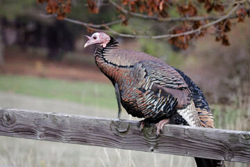  Wild turkey resting on a fence.