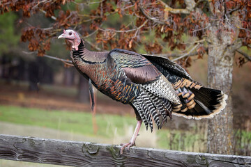  Wild turkey stands on an old wooden fence.