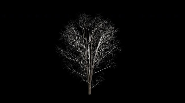 Acer Pseudoplatanus tree swaying in Winter wind, realistic animation with transparent background and alpha channel in 4k