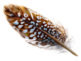 Detailed Close Up of Speckled Bird Feather Texture