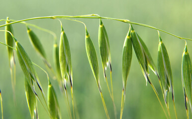 Fototapeta premium Spikelets of oats close up