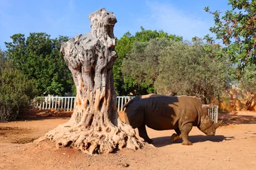 Nahtlose Fototapete Airtex Nashorn The white rhinoceros or square-lipped rhinoceros is the largest extant species of rhinoceros.  It has a wide mouth used for grazing and is the most social of all rhino species  © Daniel Meunier