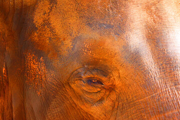 Asian elephant (Elephas maximus) or called Asiatic elephant, is the only living species of the genus Elephas and is distributed in South and Southeast Asia, from India, Nepal and Borneo