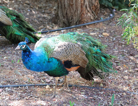 The peafowl include two Asiatic bird species the blue or Indian peafowl originally of India and Sri Lanka and the green peafowl of Myanmar, Indochina and Java and one African species the Congo peafowl