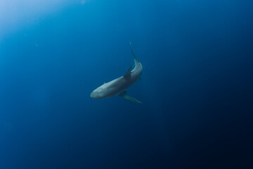 Naklejka premium school of fish