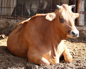 Cyprus cattle refer to the island's indigenous, endangered cattle breed, historically split into "Mesaoria" (plains) and "Paphos" (mountain) types, known for their hardiness, zebu (humped) ancestry