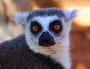 The ring-tailed lemur (Lemur catta) is a large strepsirrhine primate and the most recognized lemur due to its long, black and white ringed tail.  © Daniel Meunier