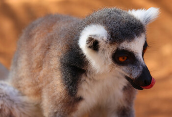 Obraz premium The ring-tailed lemur (Lemur catta) is a large strepsirrhine primate and the most recognized lemur due to its long, black and white ringed tail. 