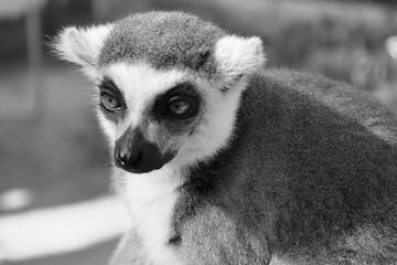 The ring-tailed lemur (Lemur catta) is a large strepsirrhine primate and the most recognized lemur due to its long, black and white ringed tail.  © Daniel Meunier