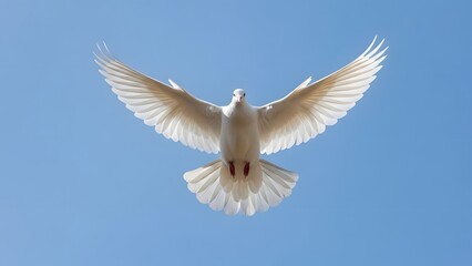 Obraz premium Soaring Serenity: A pristine white dove gracefully glides through the clear blue sky, its wings outstretched in a symbol of peace, hope, and freedom.