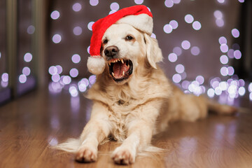 A funny retriever baring his teeth, celebrating Christmas, smiling dog