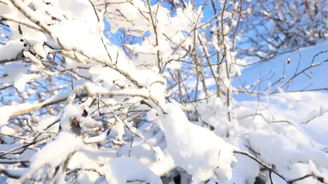 Neve