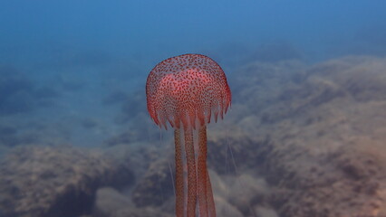 Mauve stinger or night-light jellyfish, phosphorescent jellyfish (Pelagia noctiluca) undersea, Ligurian Sea, Italy, Imperia © Alexey