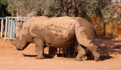 The white rhinoceros or square-lipped rhinoceros is the largest extant species of rhinoceros.  It has a wide mouth used for grazing and is the most social of all rhino species © Daniel Meunier