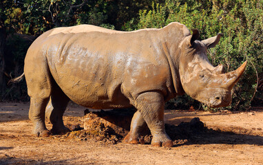 The white rhinoceros or square-lipped rhinoceros is the largest extant species of rhinoceros.  It has a wide mouth used for grazing and is the most social of all rhino species © Daniel Meunier