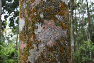 View of lichens and pogonatum thriving on the surface of a rubber tree trunk with algae