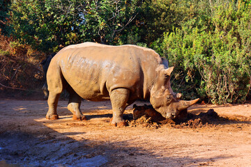 The white rhinoceros or square-lipped rhinoceros is the largest extant species of rhinoceros.  It has a wide mouth used for grazing and is the most social of all rhino species © Daniel Meunier
