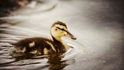 Mallard duckling swimming in a pond, North Yorkshire, United Kingdom. Mallard or wild duck (Anas platyrhynchos)